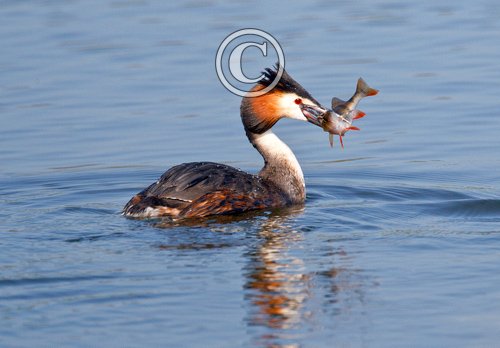 Great Crested Grebe with a Fish 2